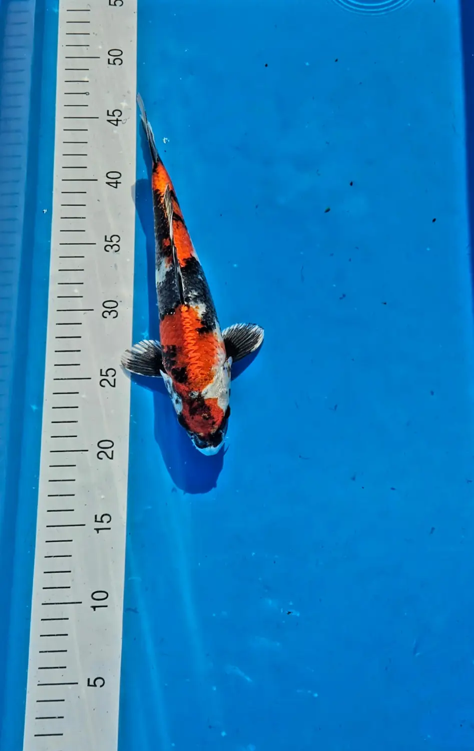 fish Koi Zossen