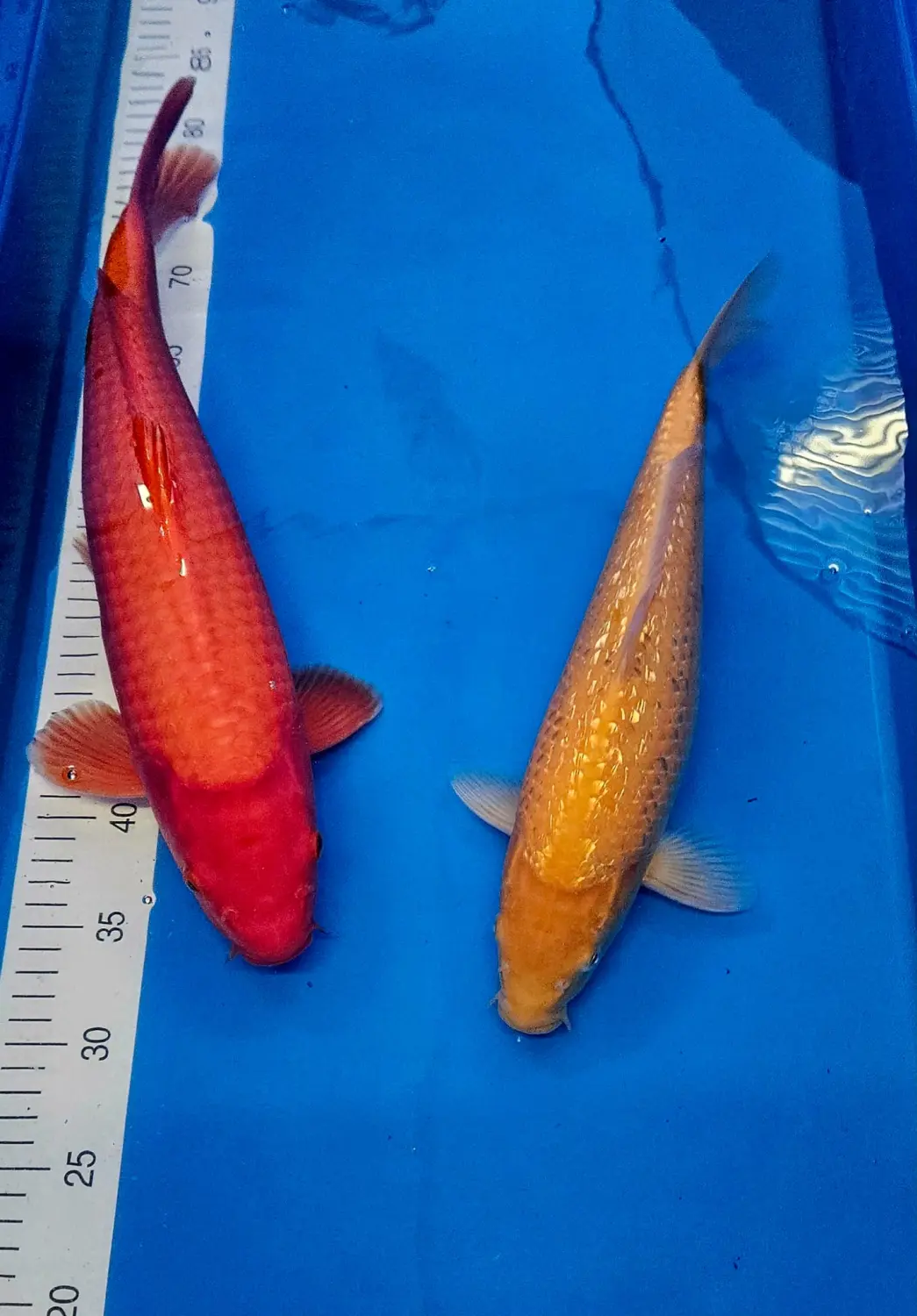 fish Koi Zossen