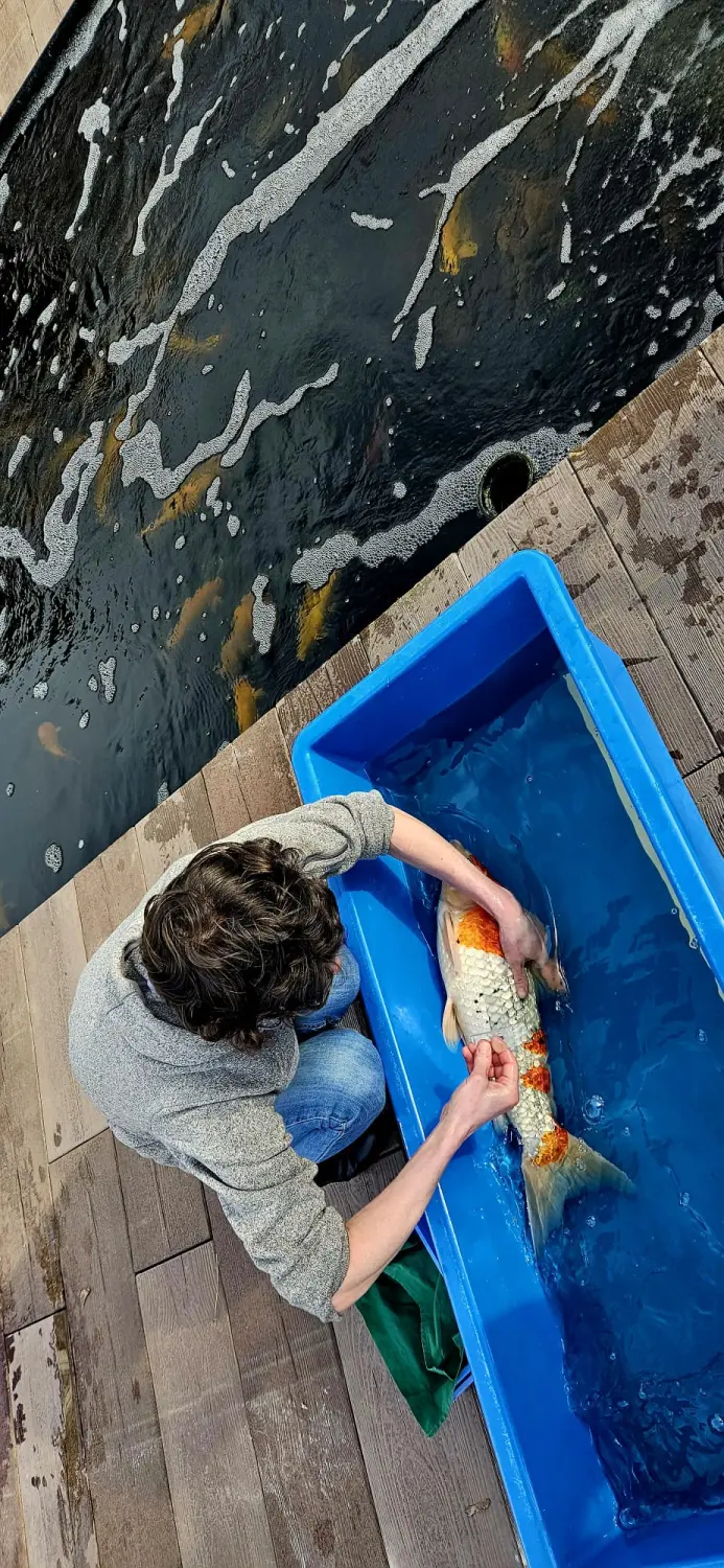 Goldfisch Koi Zossen
