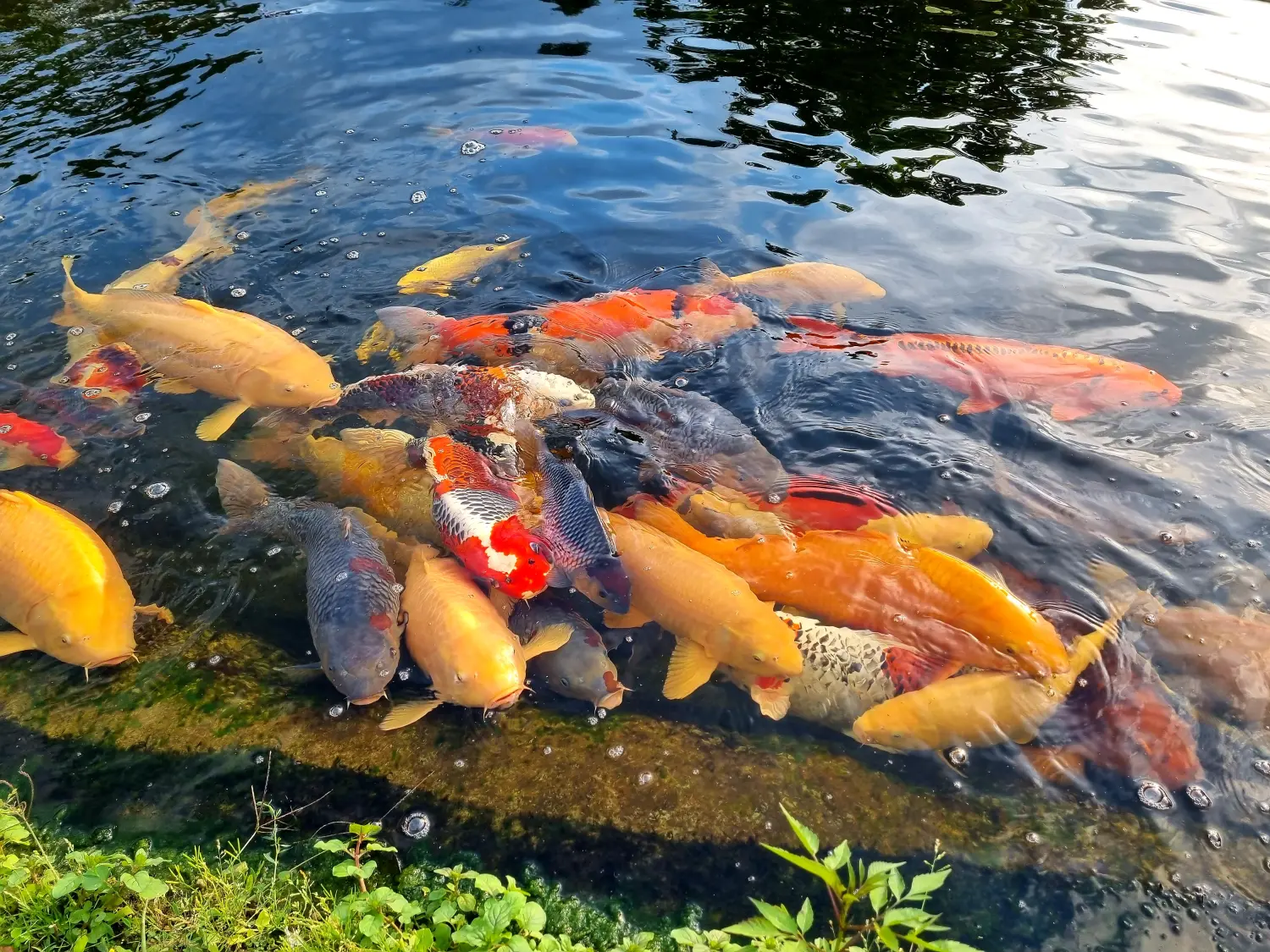 fish Koi Zossen