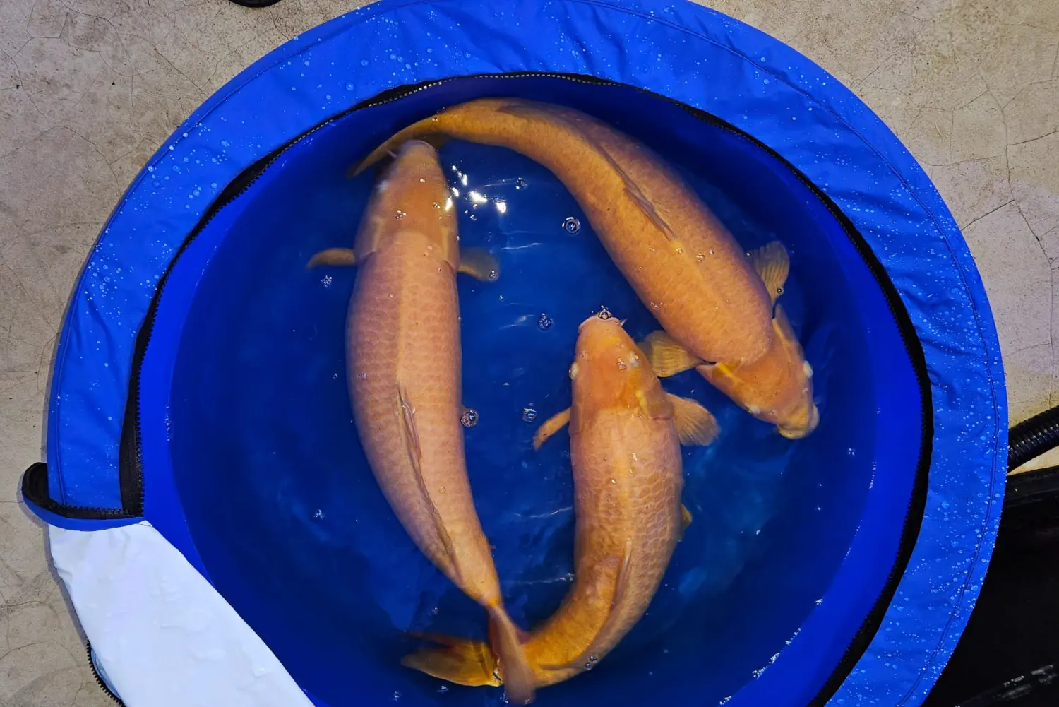 fish Koi Zossen