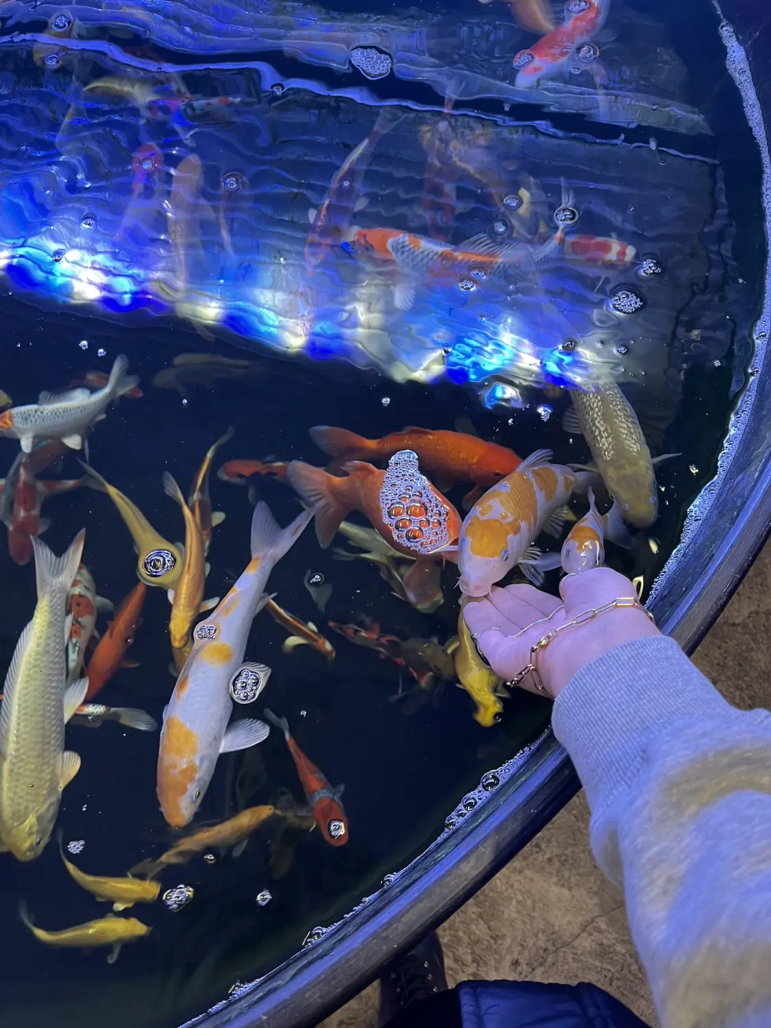 Aquarium Koi Zossen