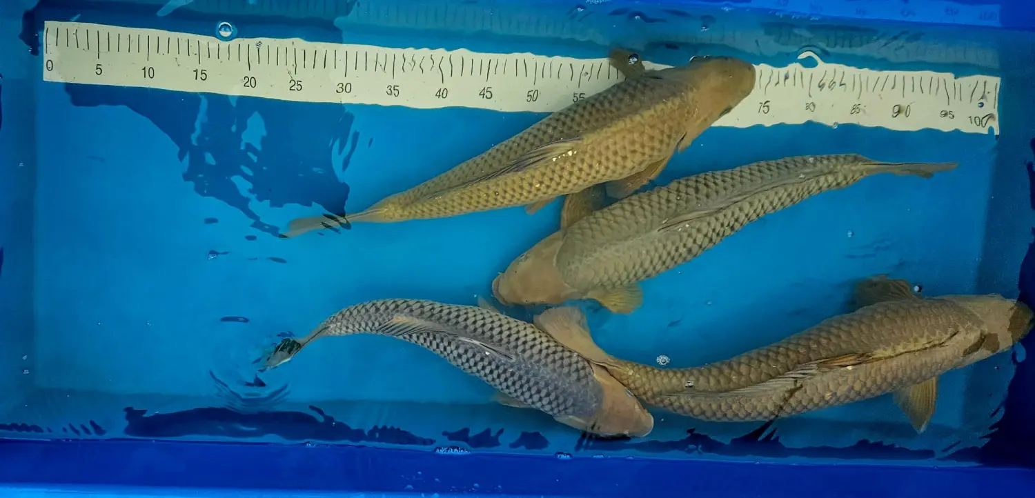 fish Koi Zossen