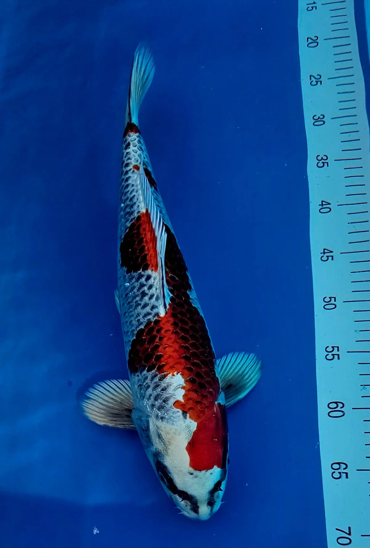 Koi Zossen
