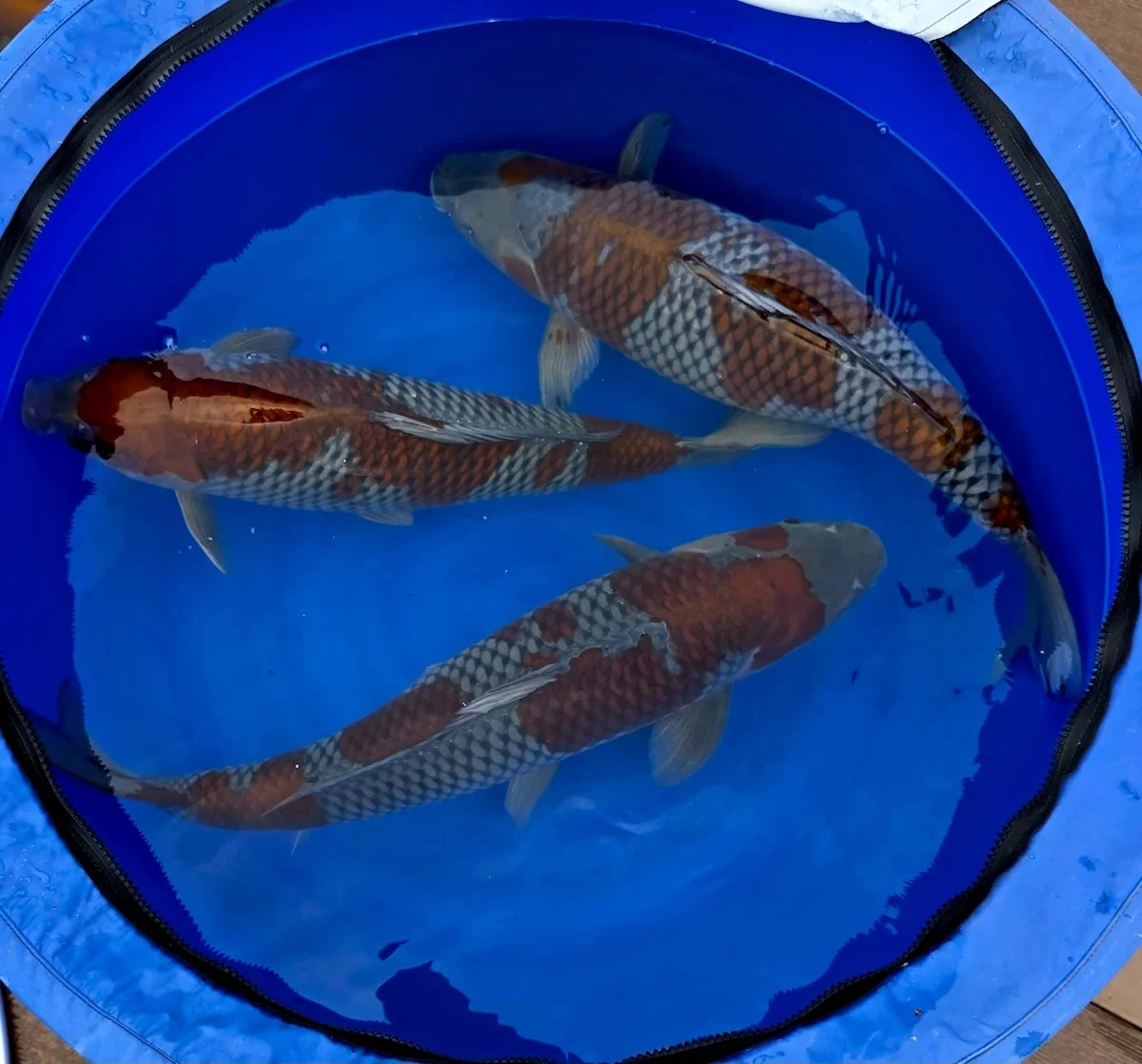 Koi Zossen