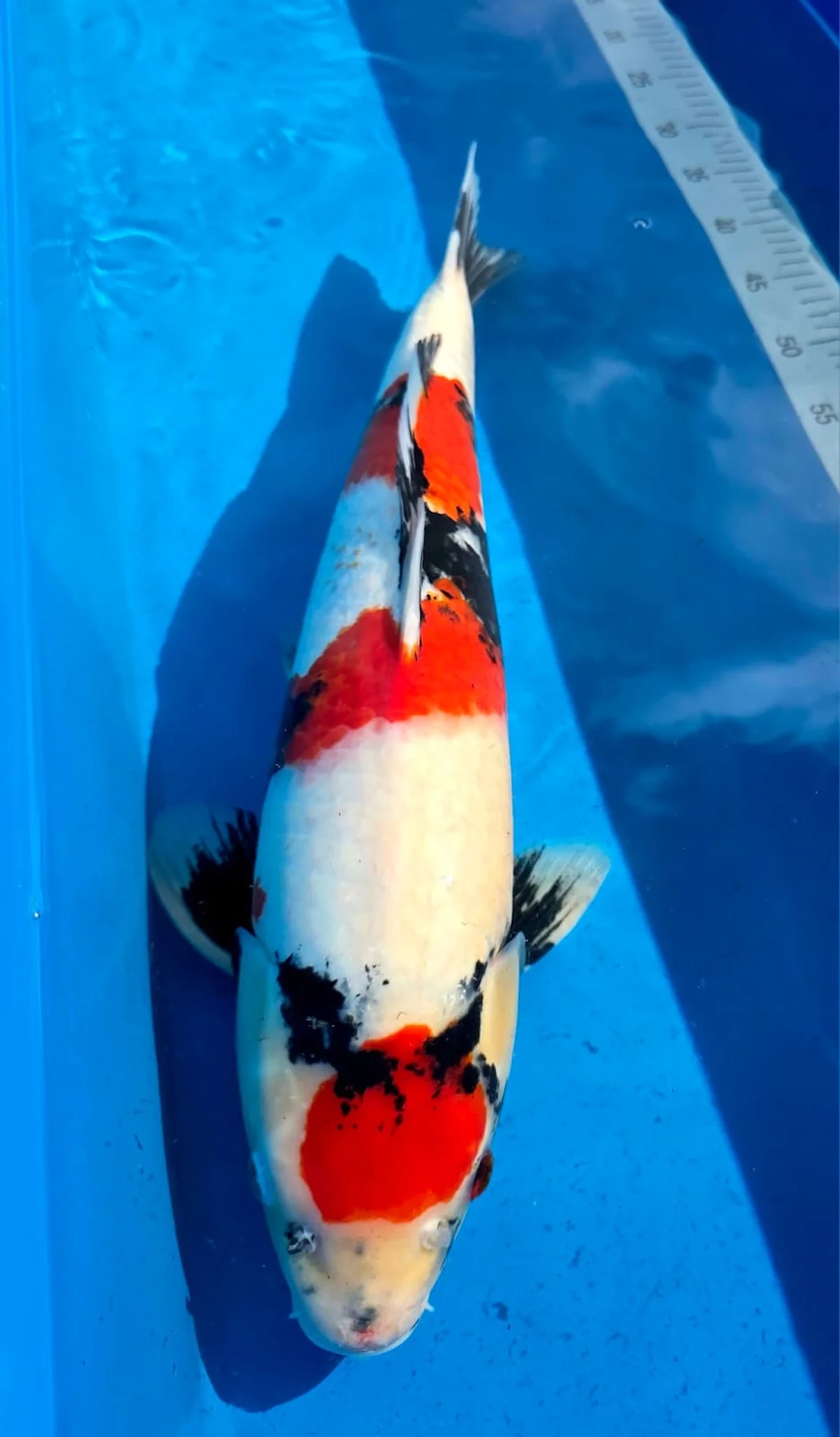 Koi Zossen