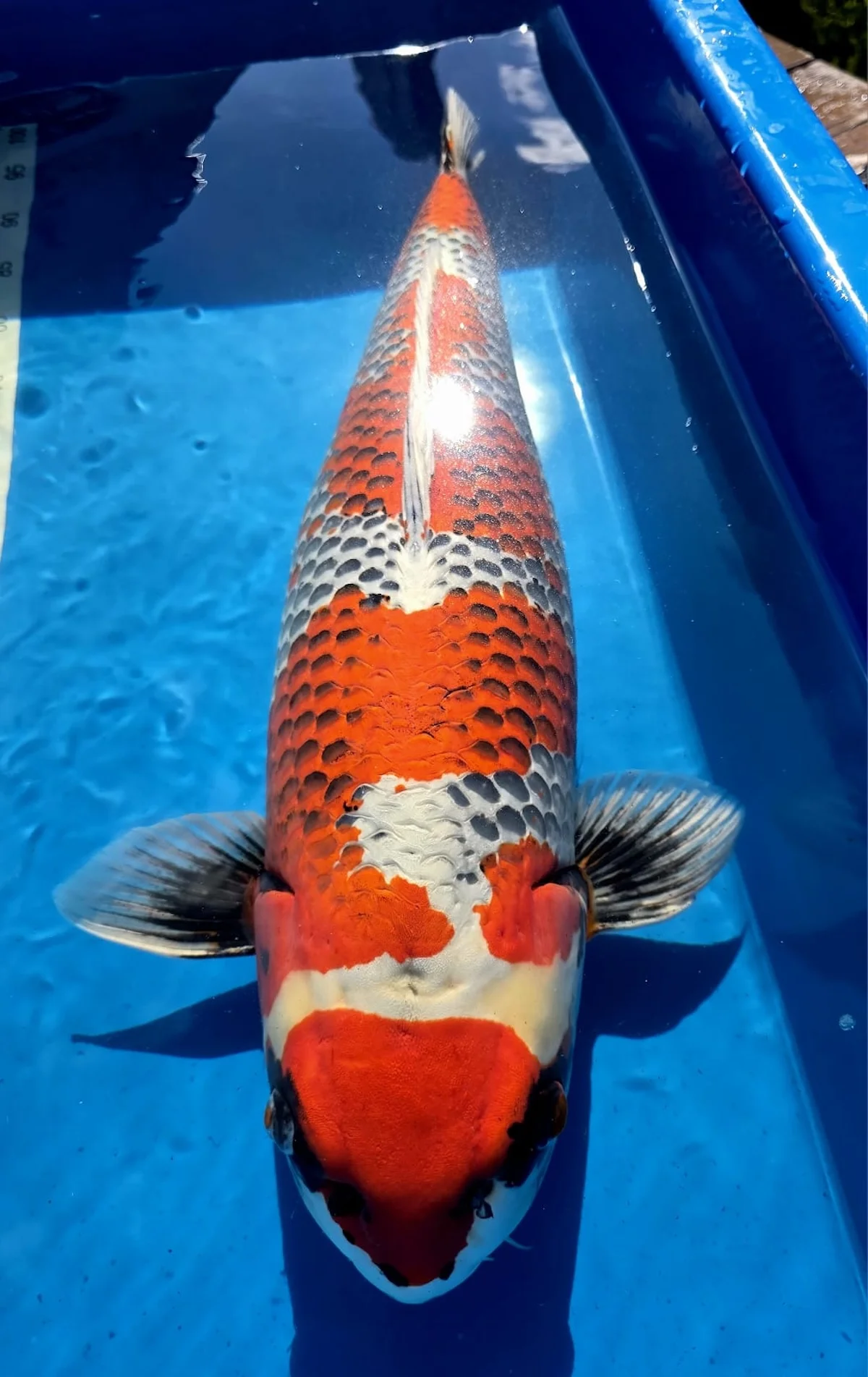 Koi Zossen
