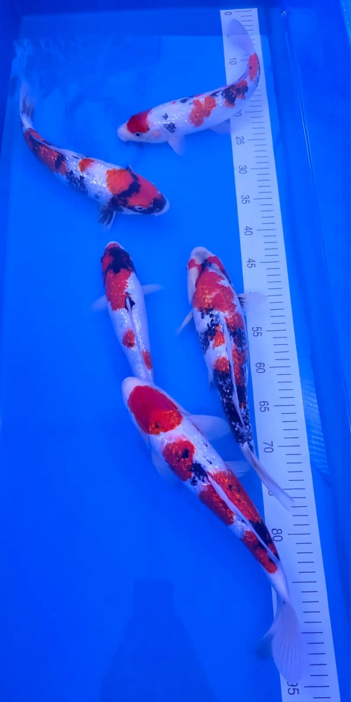 Koi Zossen