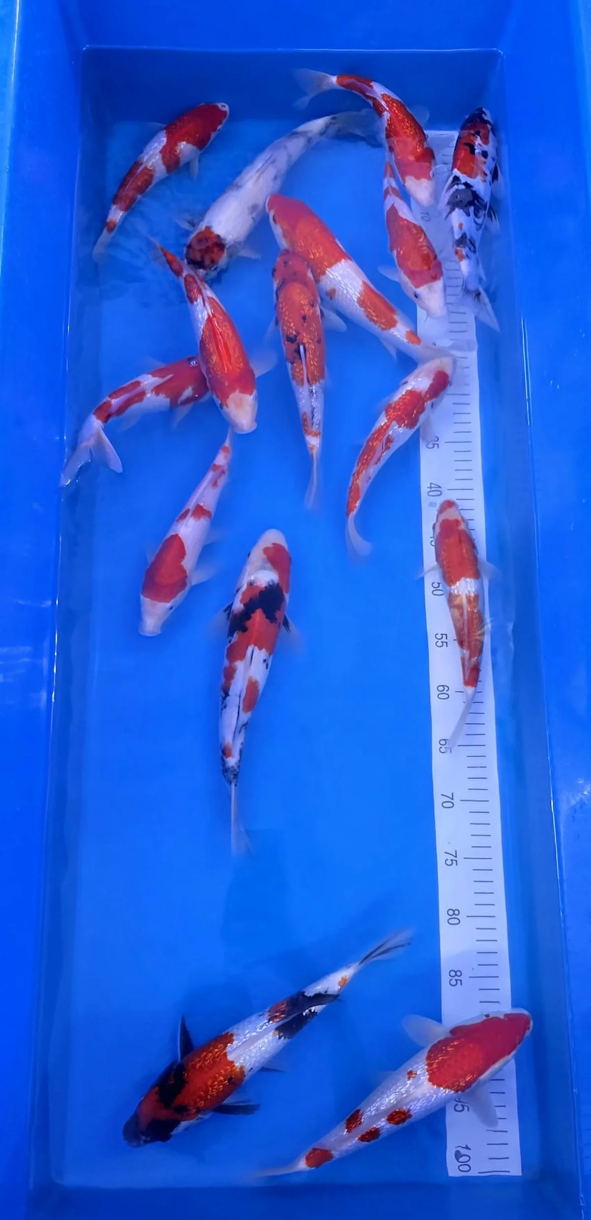 Koi Zossen