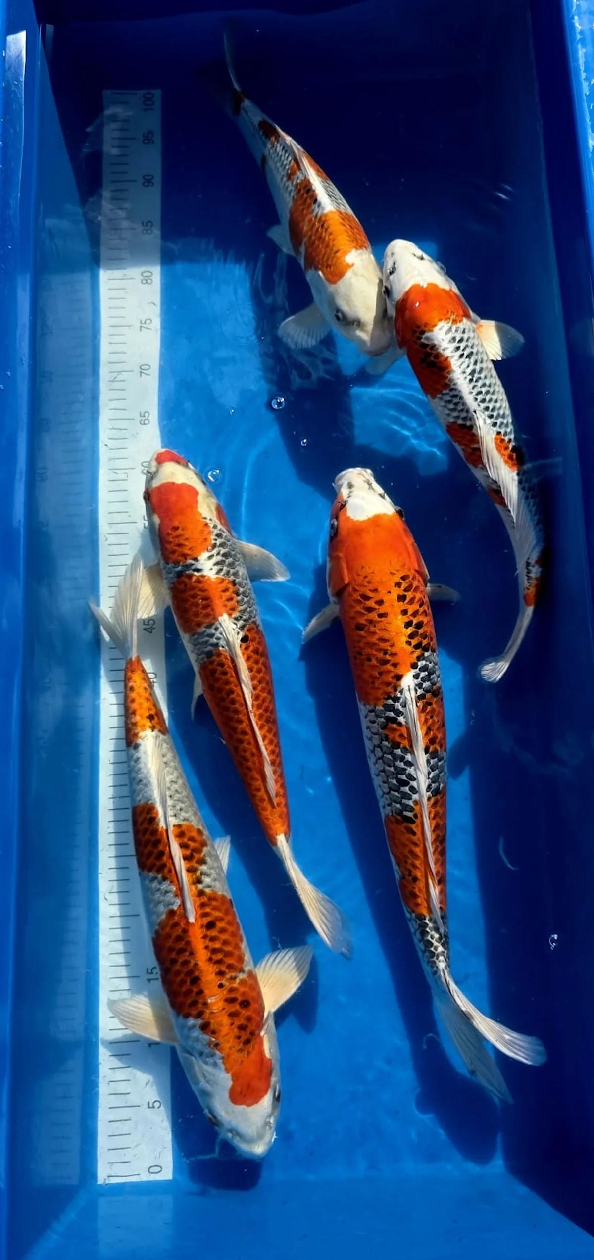 Koi Zossen