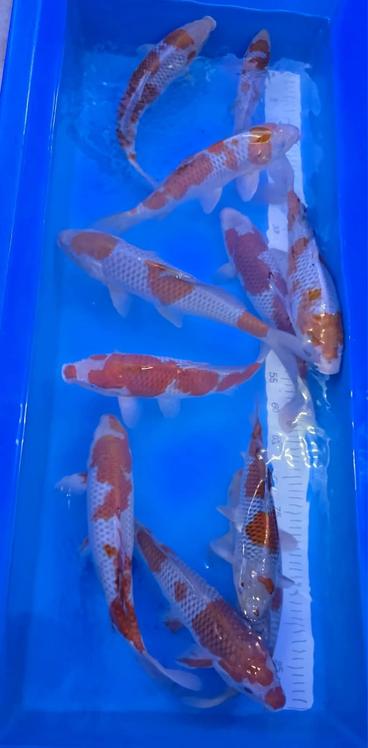 Koi Zossen