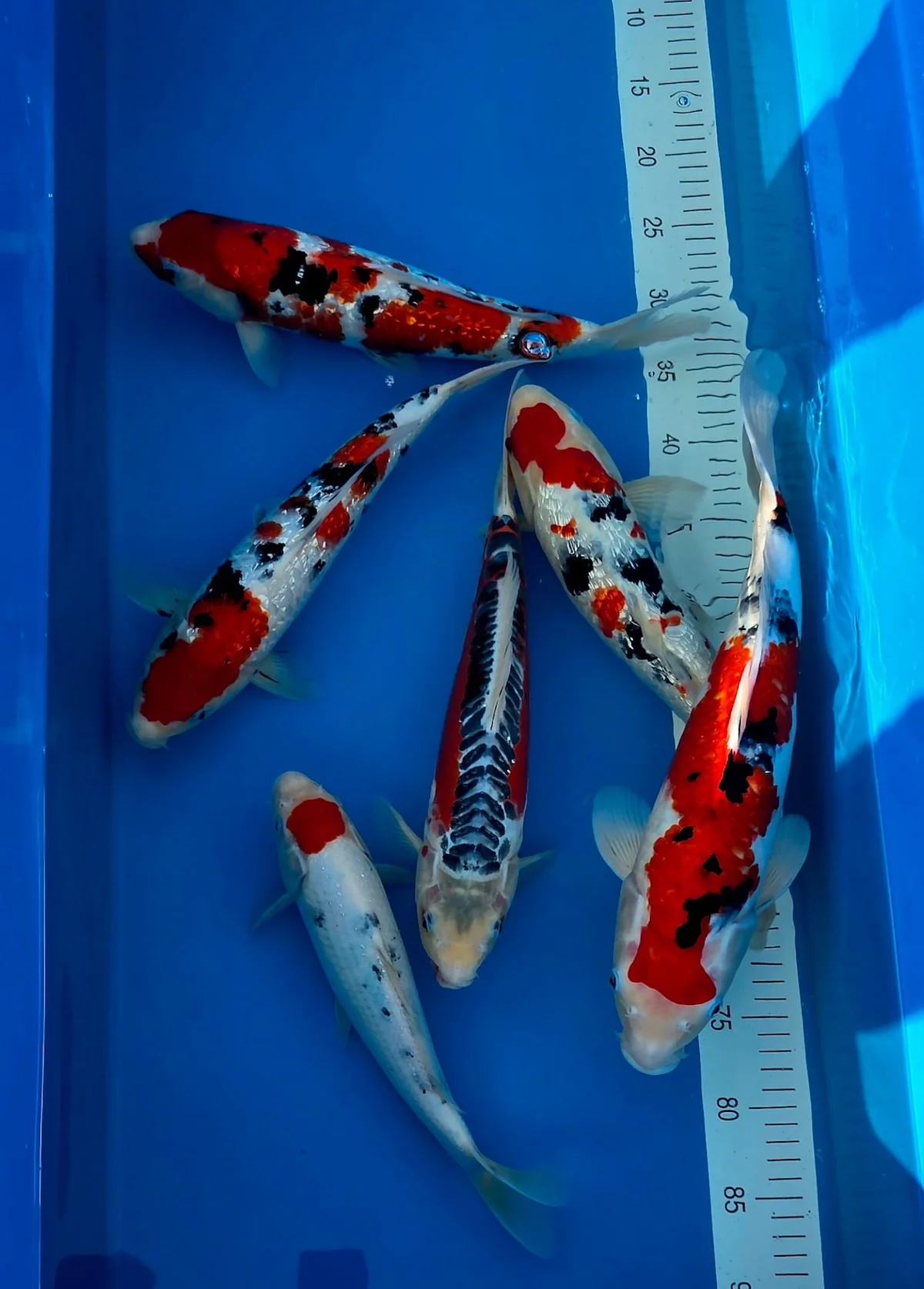 Koi Zossen