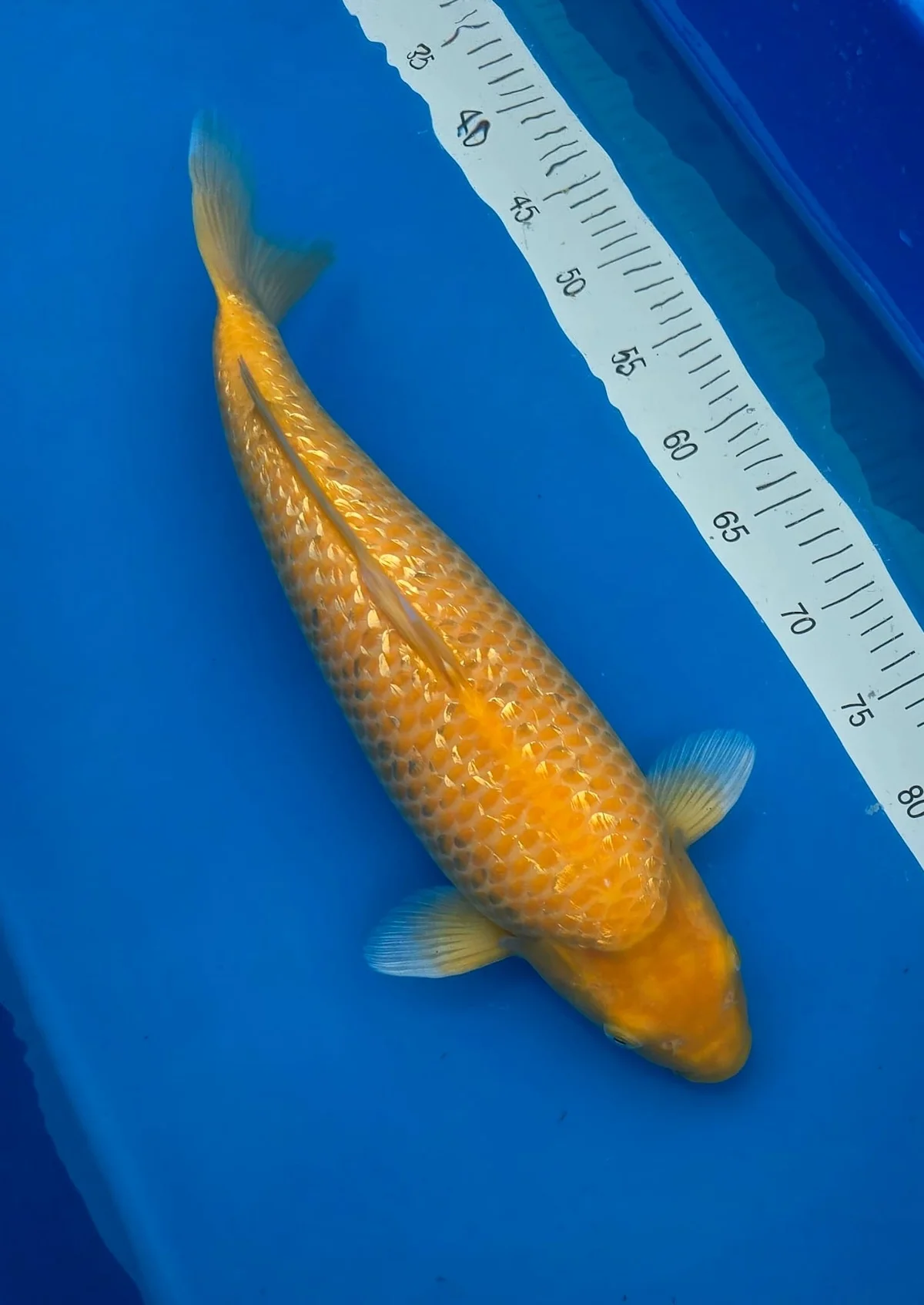Koi Zossen