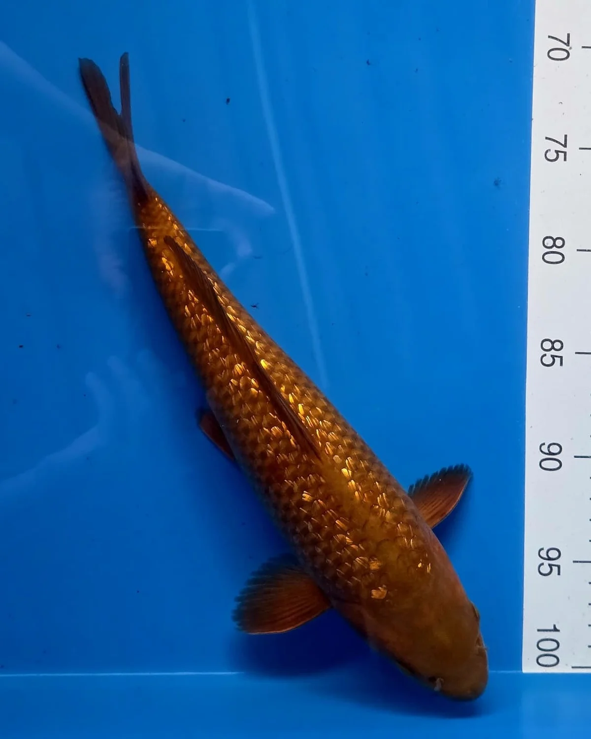 Koi Zossen