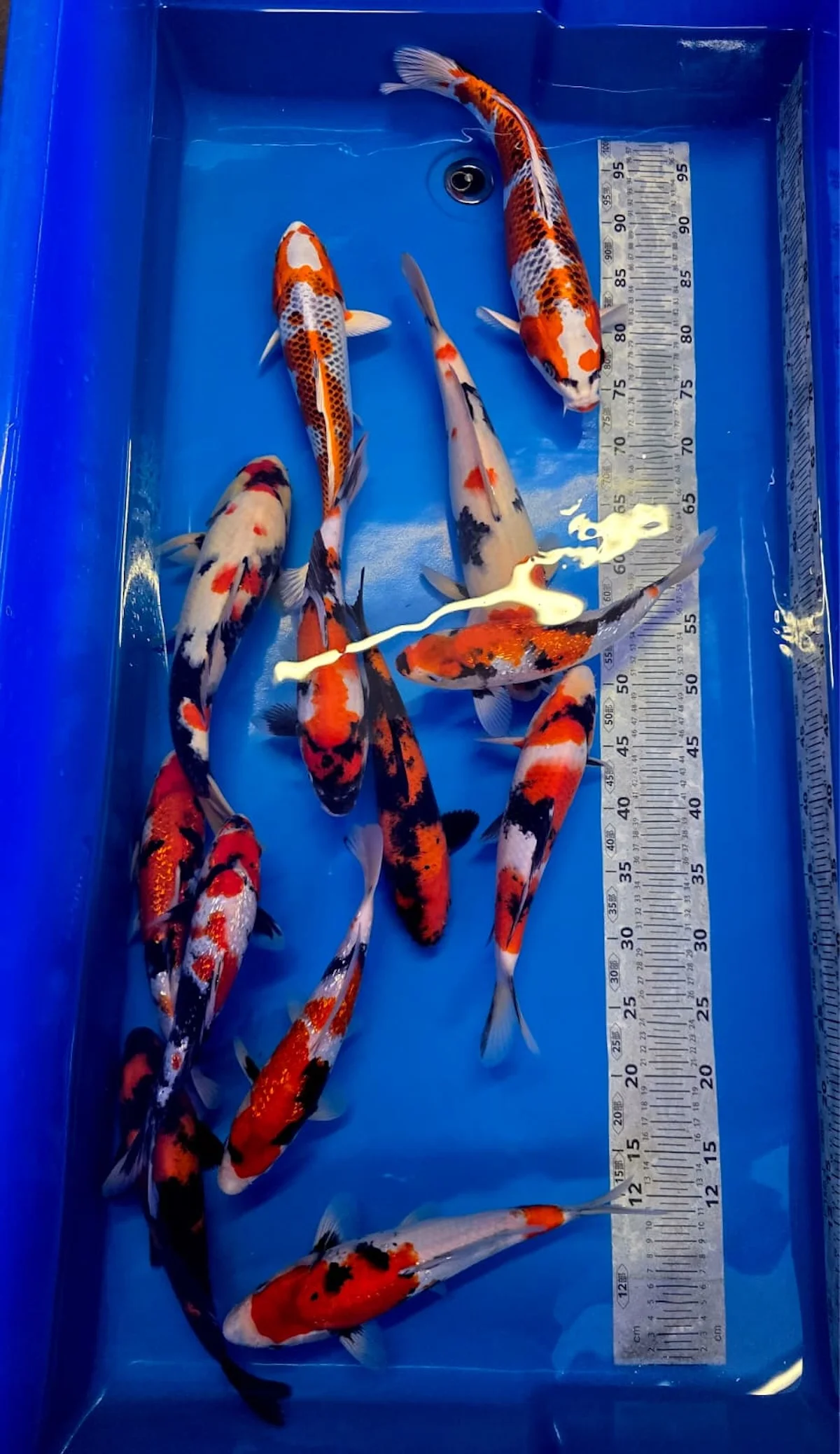 Koi Zossen