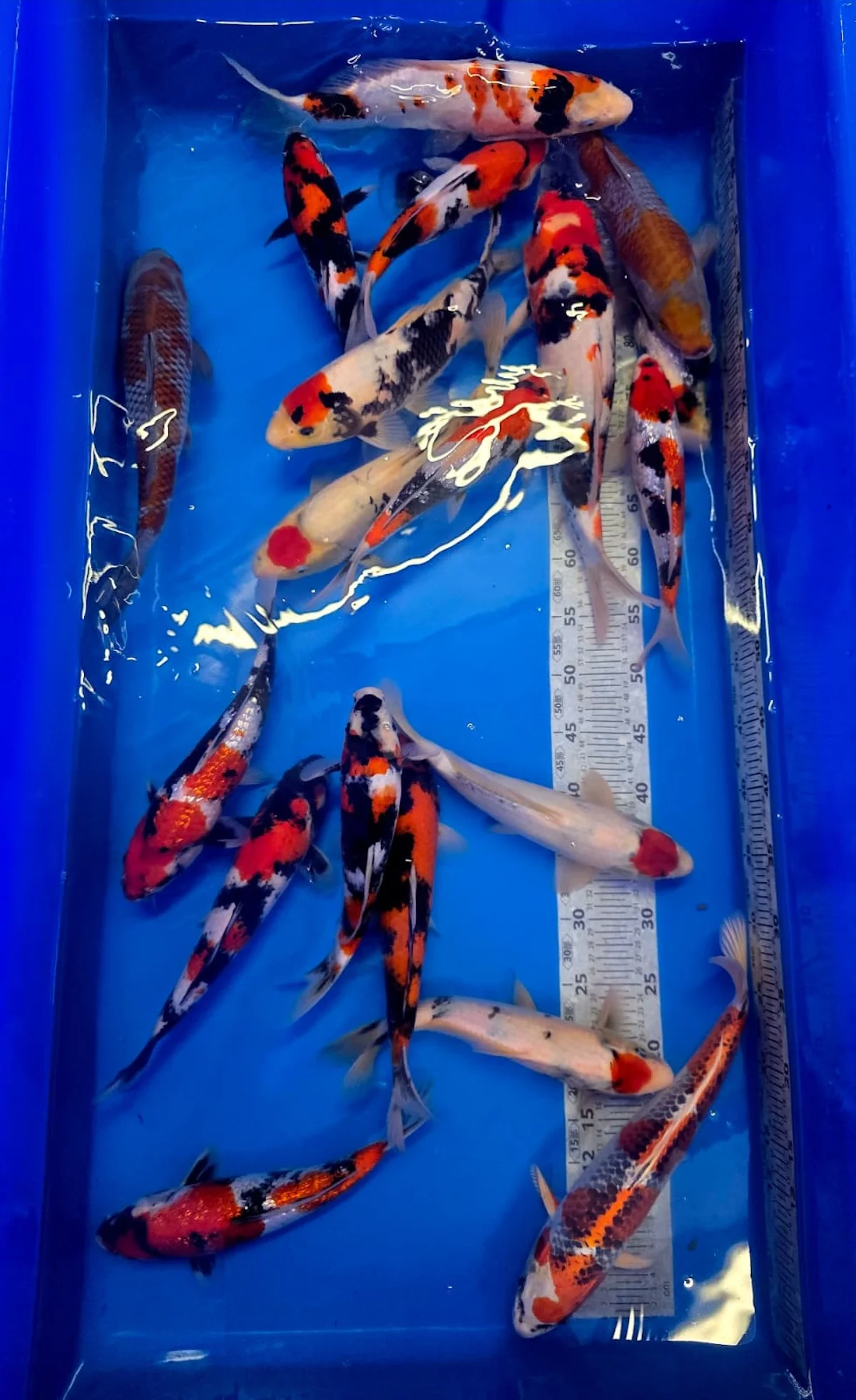 Koi Zossen