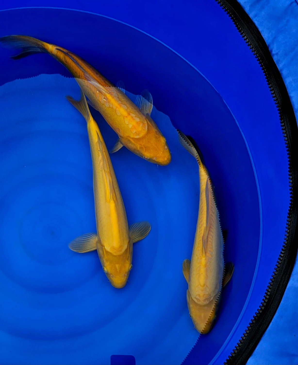 Koi Zossen