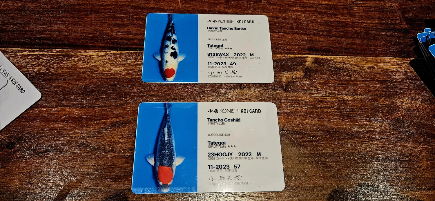 Koi Zossen