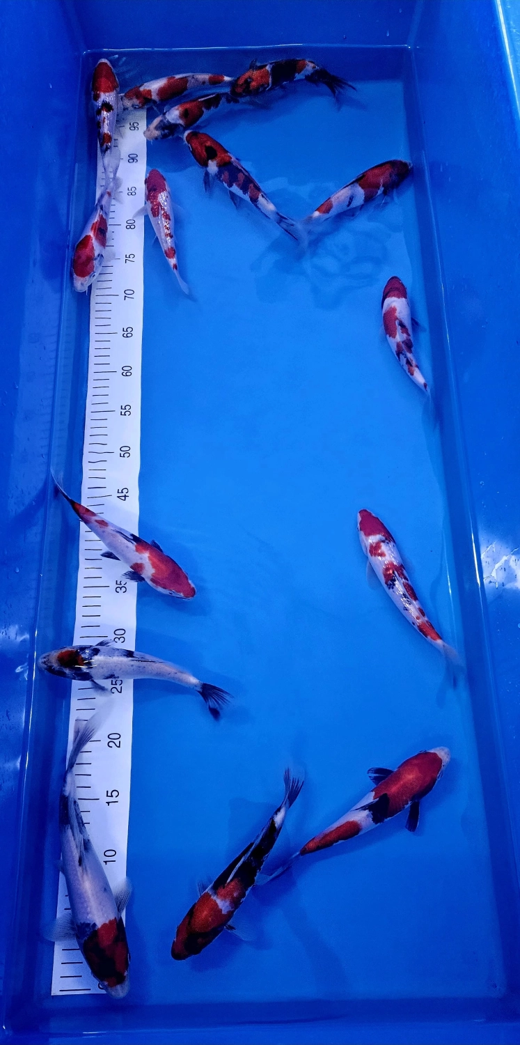 Koi Zossen