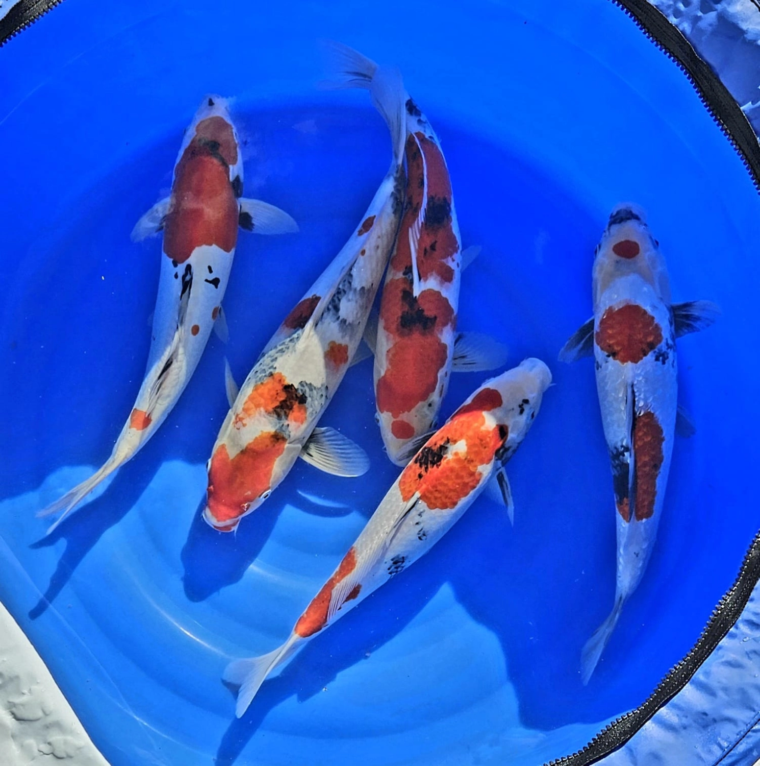 Koi Zossen