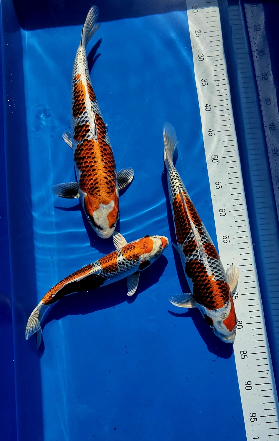 Koi Zossen
