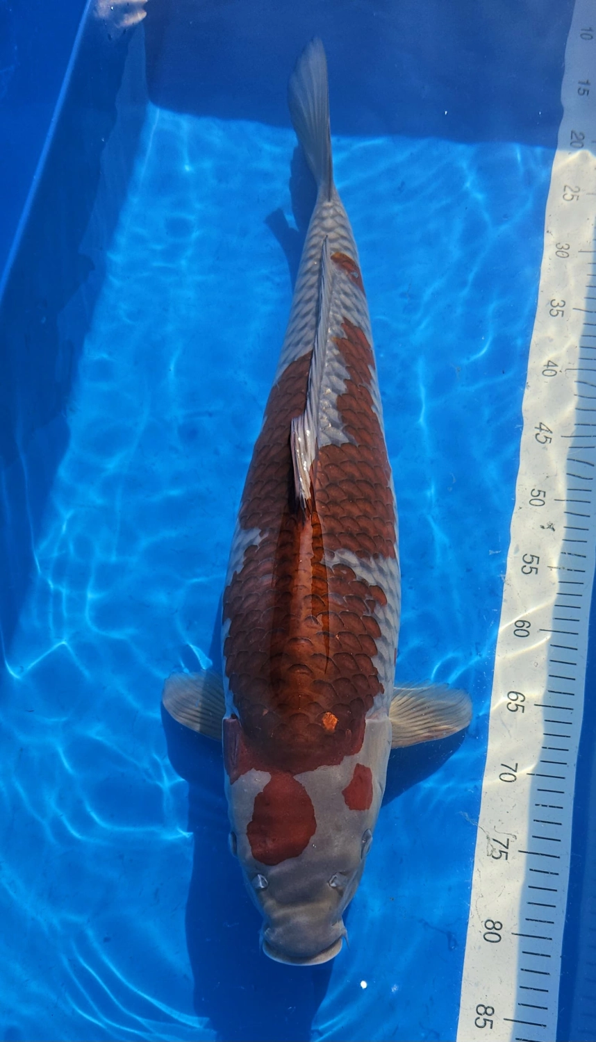 Koi Zossen