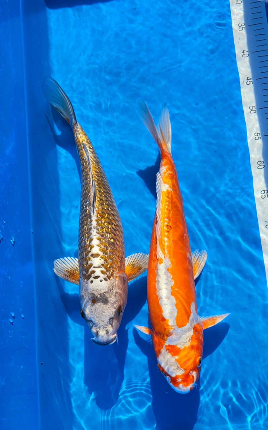 Koi Zossen