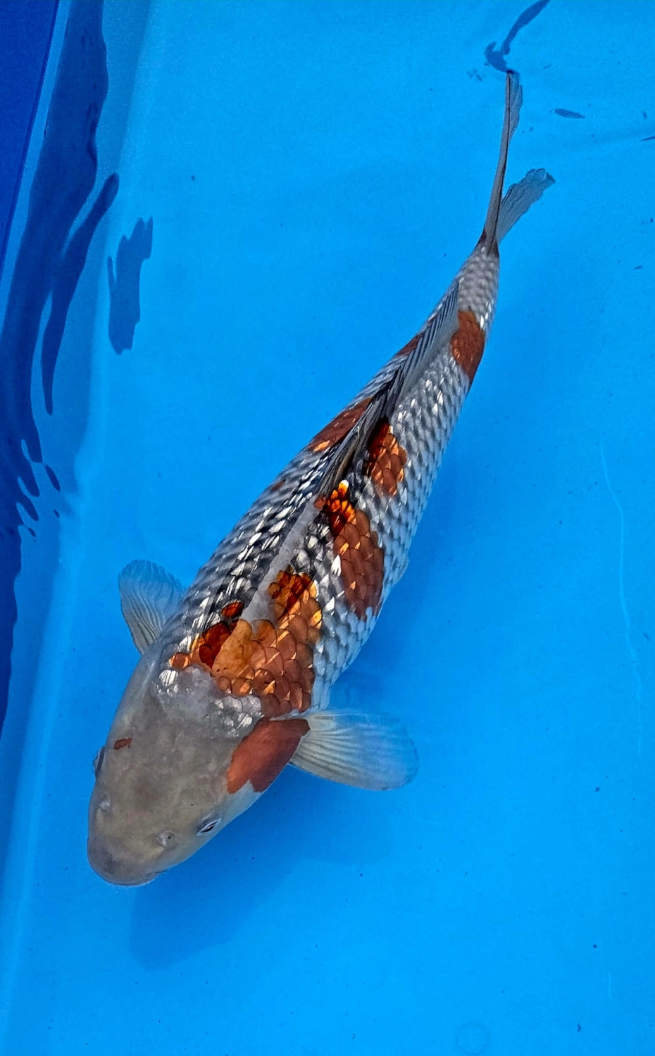Koi Zossen